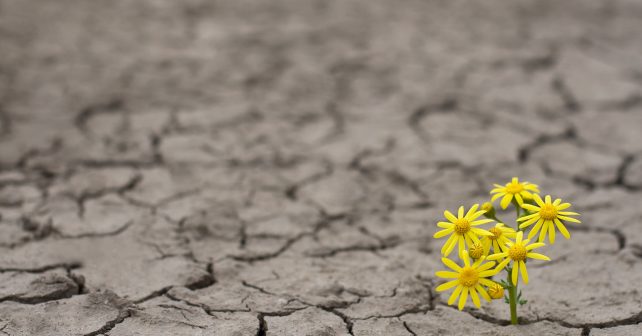 Horizontal side view of a lonely yellow flower growing on dried cracked soil